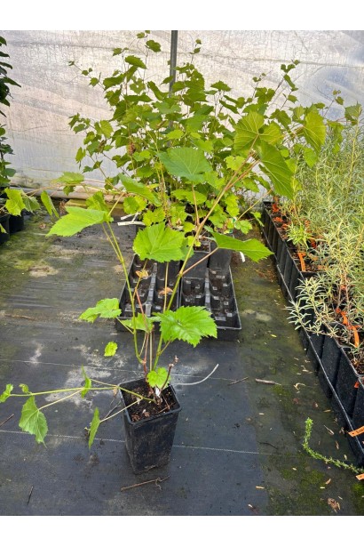 Виноград столовый Айвенго – саженец в контейнере Р9